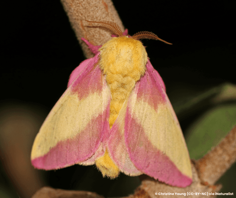 Rosy Maple Moth