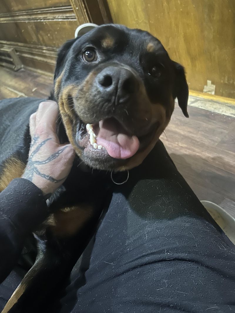 Rottweiler