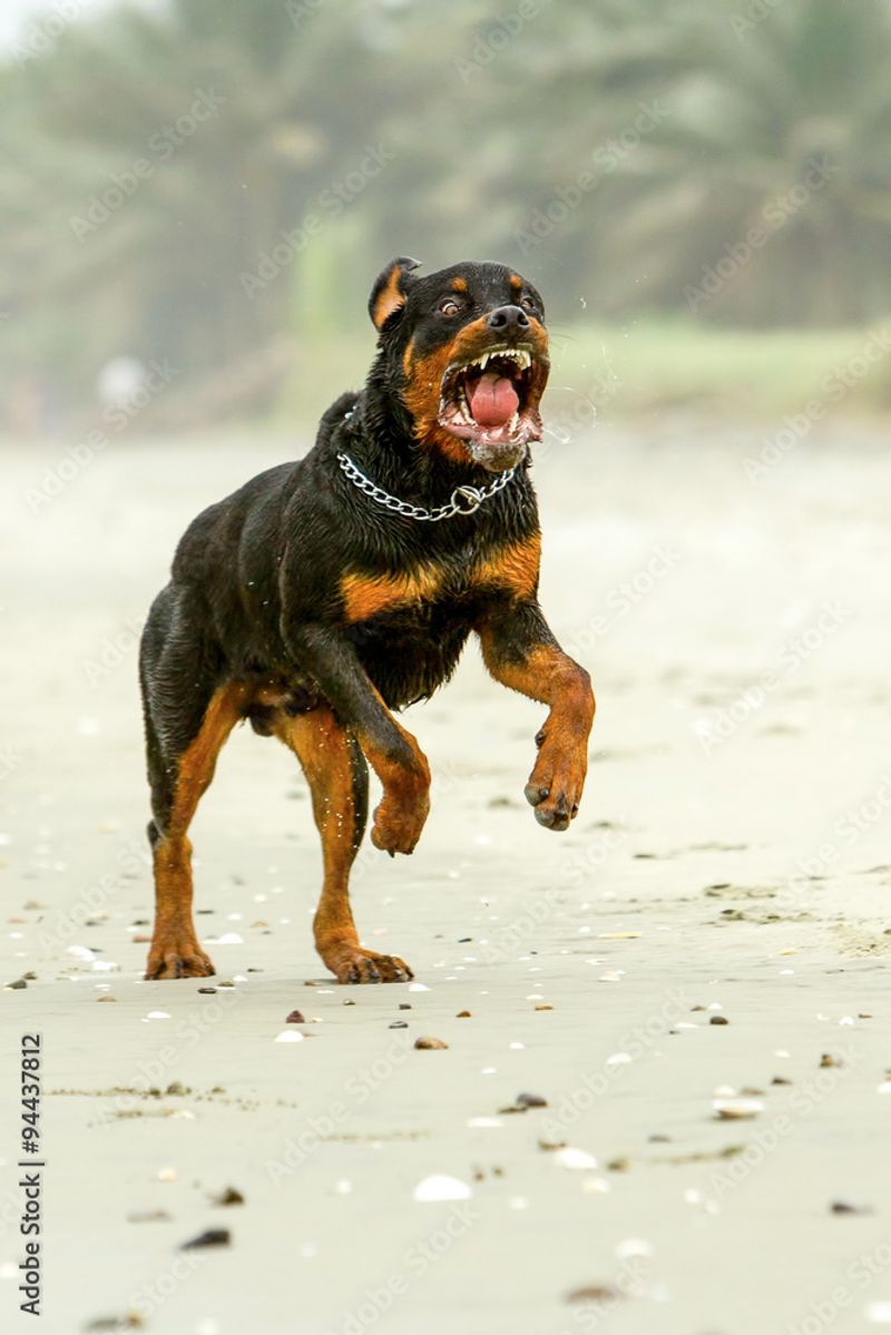 Rottweiler