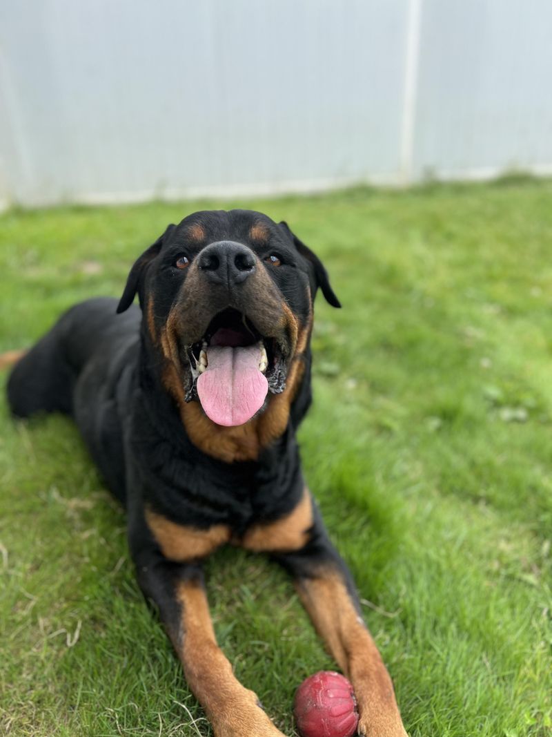 Rottweiler