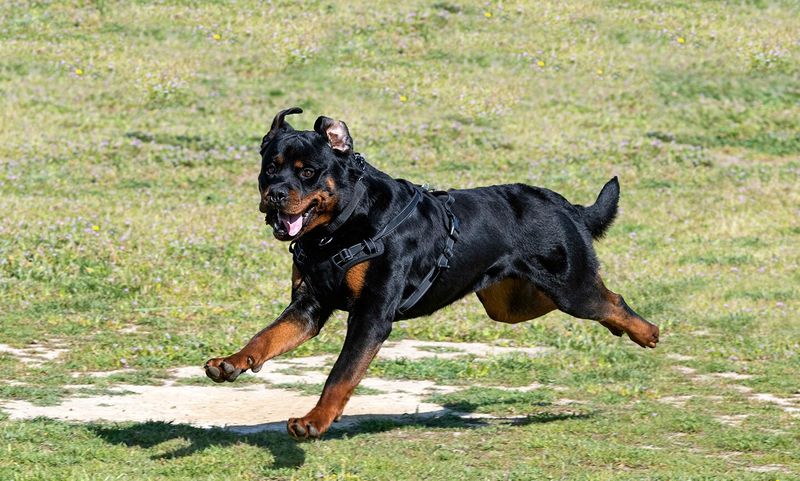 Rottweiler