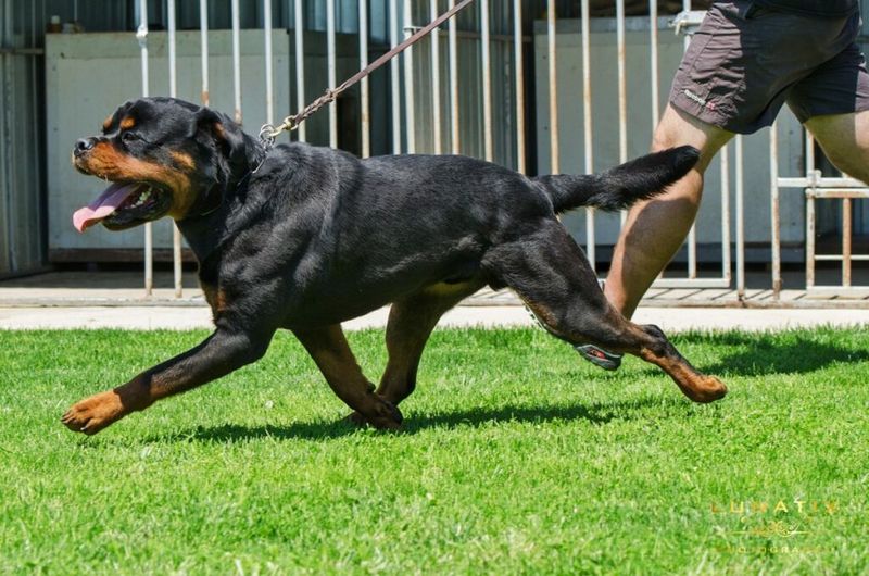 Rottweiler