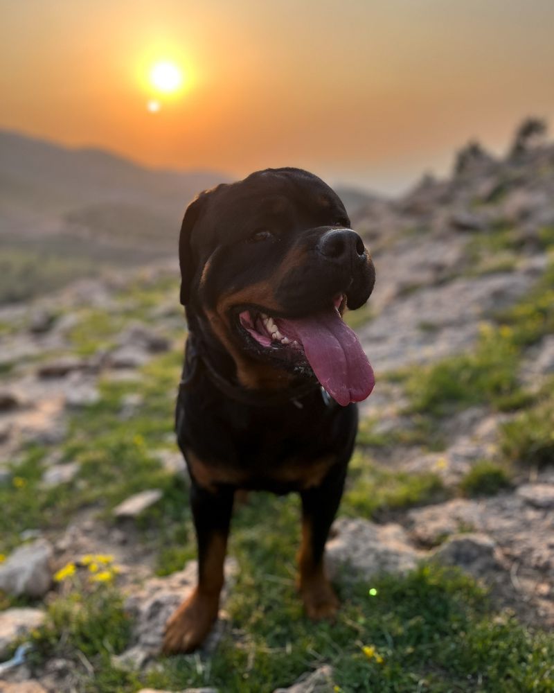 Rottweiler