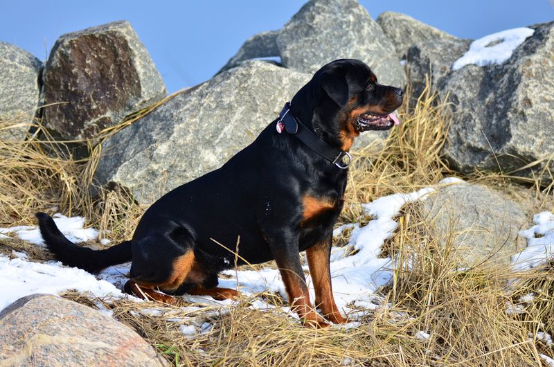 Rottweiler