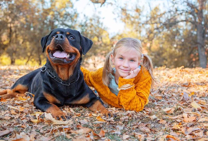 Rottweiler