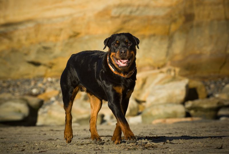 Rottweiler