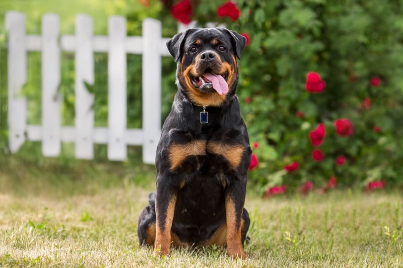 Rottweiler