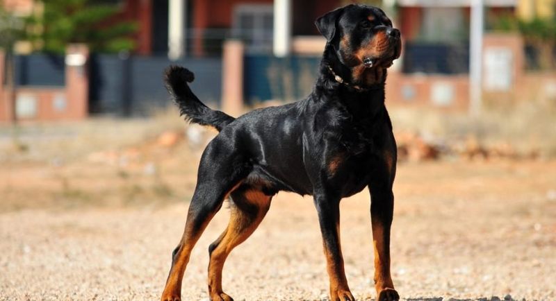 Rottweiler