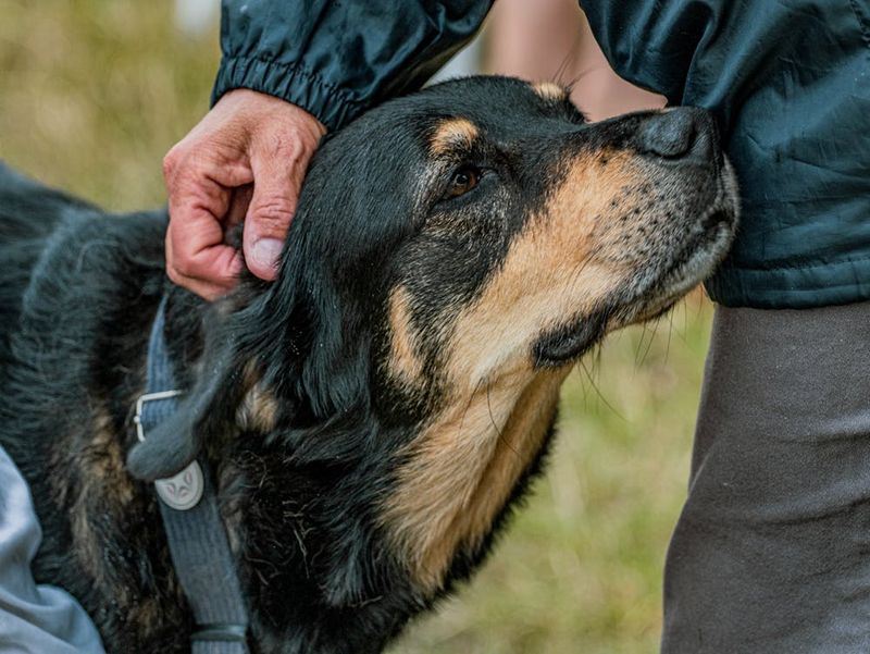 Rottweiler