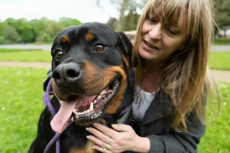 Rottweiler