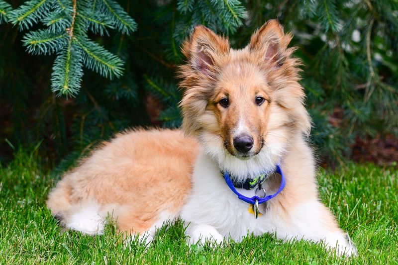 Rough Collie