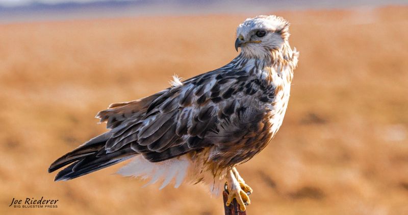 Rough-legged Hawk