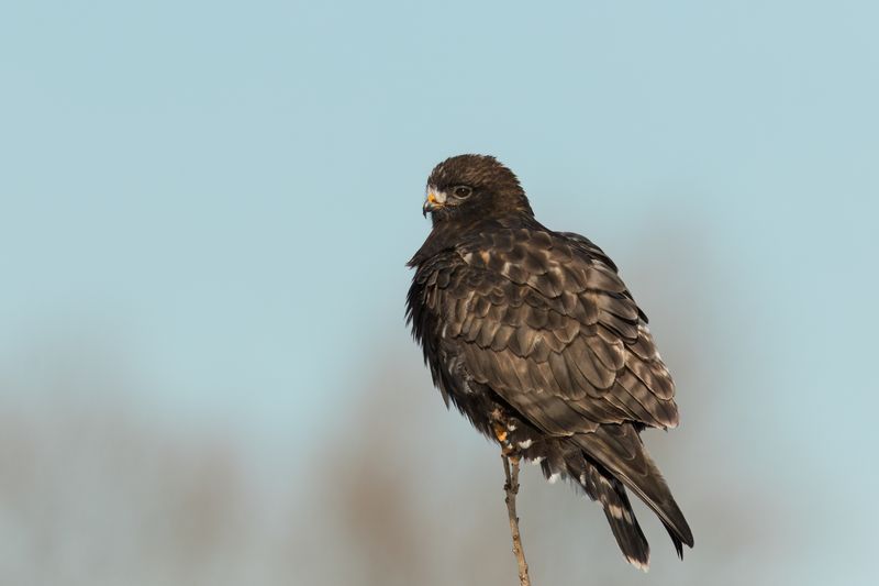 Rough-legged Hawk