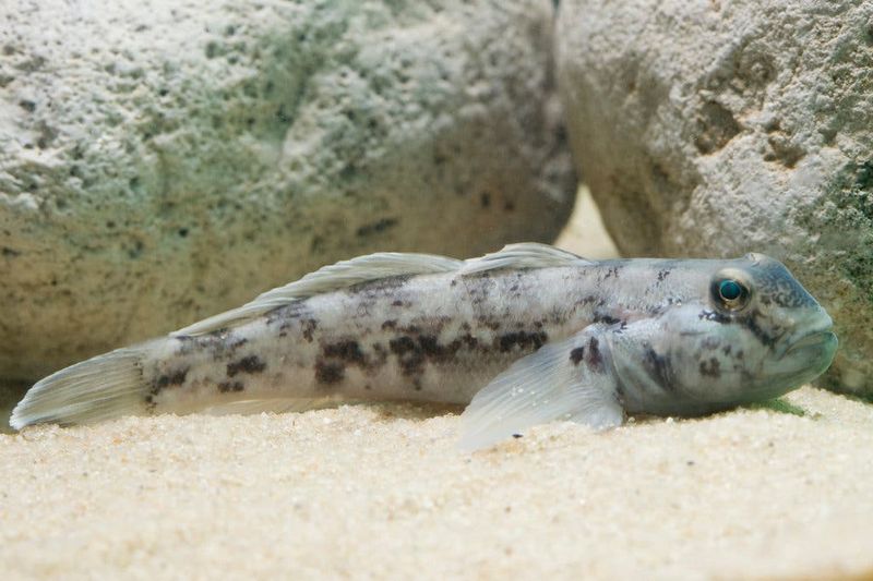 Round Goby