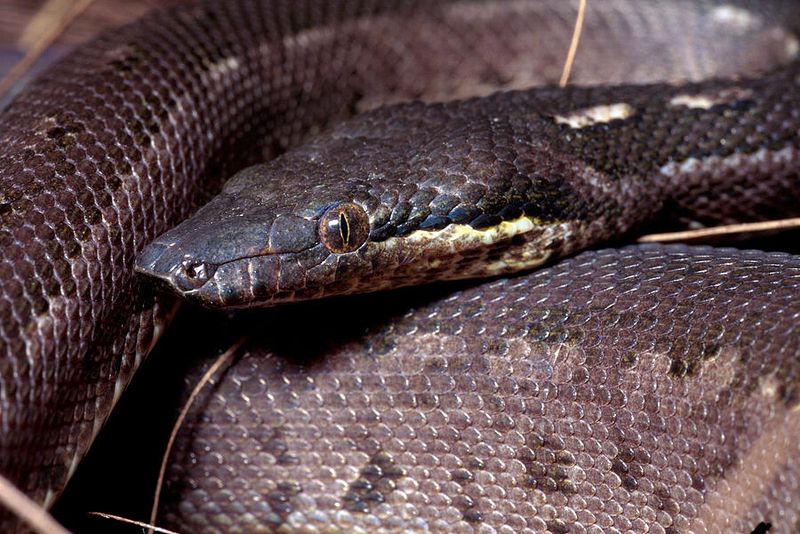 Round Island Boa
