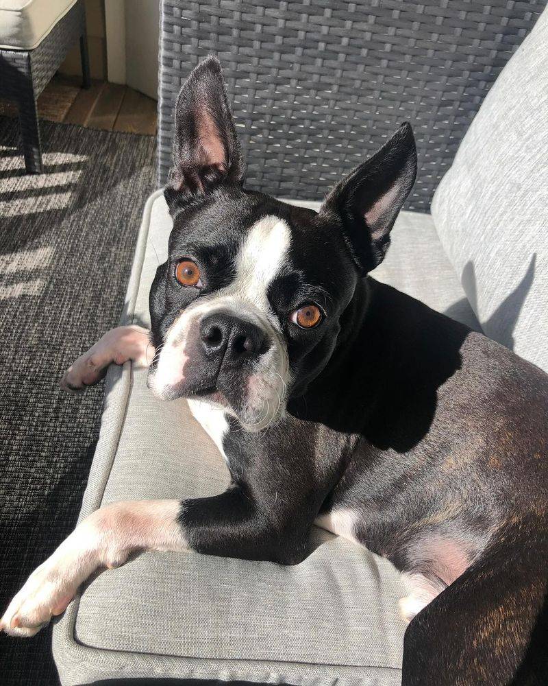 Roxie - Boston Terrier