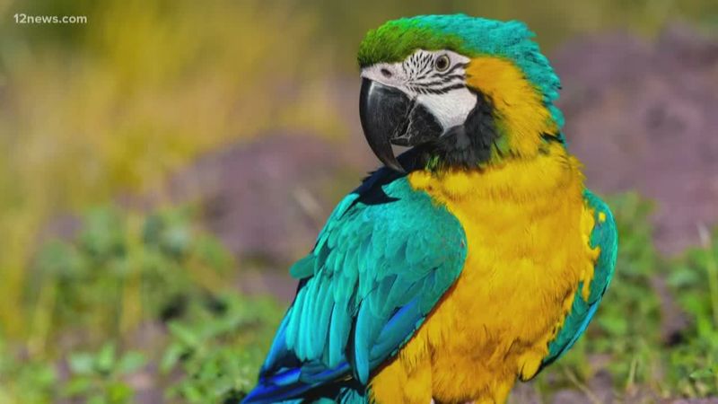Roxy's Rainforest Odyssey