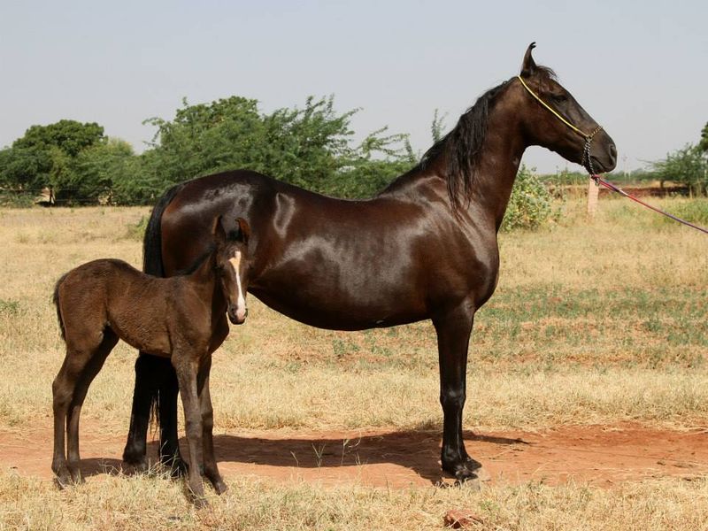 Royal Lineage and Breeding
