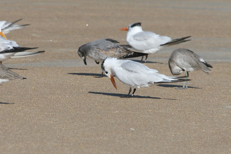 Royal Tern