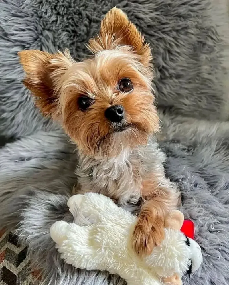 Ruby - Yorkshire Terrier