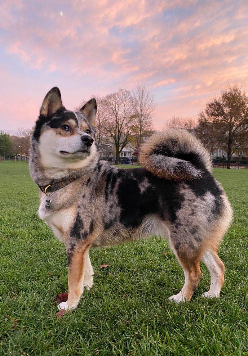Ruby the Pomeranian-Shiba Inu Mix