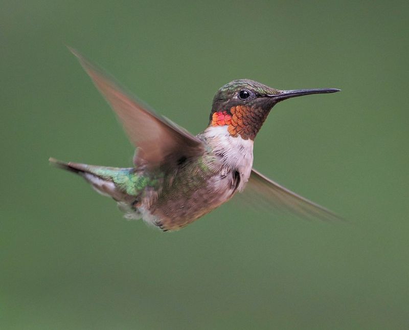 Ruby-throated Hummingbird
