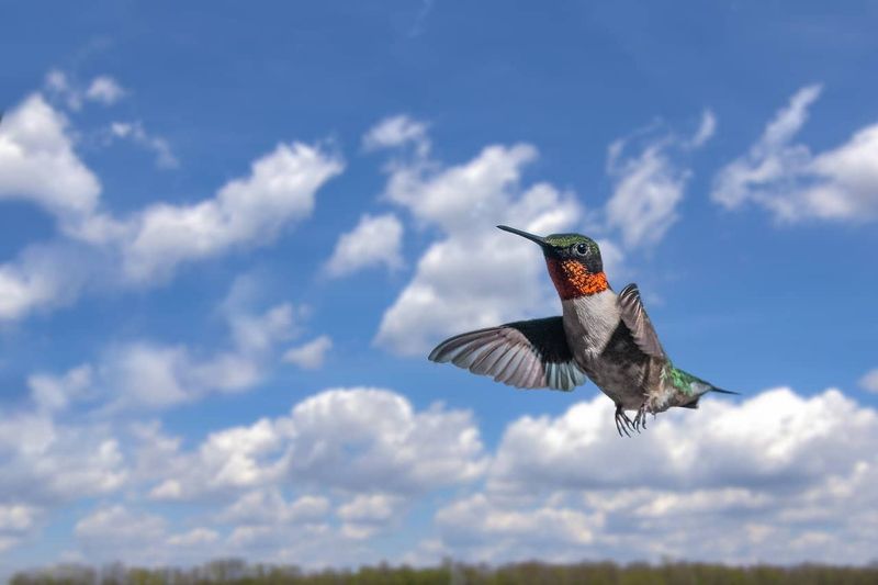 Ruby-throated Hummingbird Migration