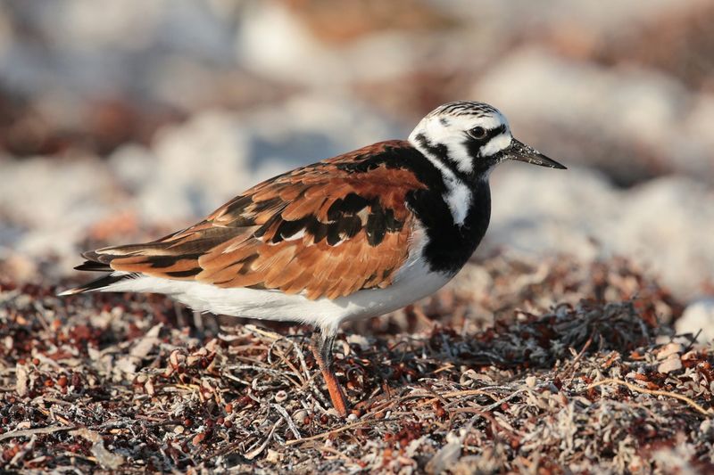 Ruddy Turnstone