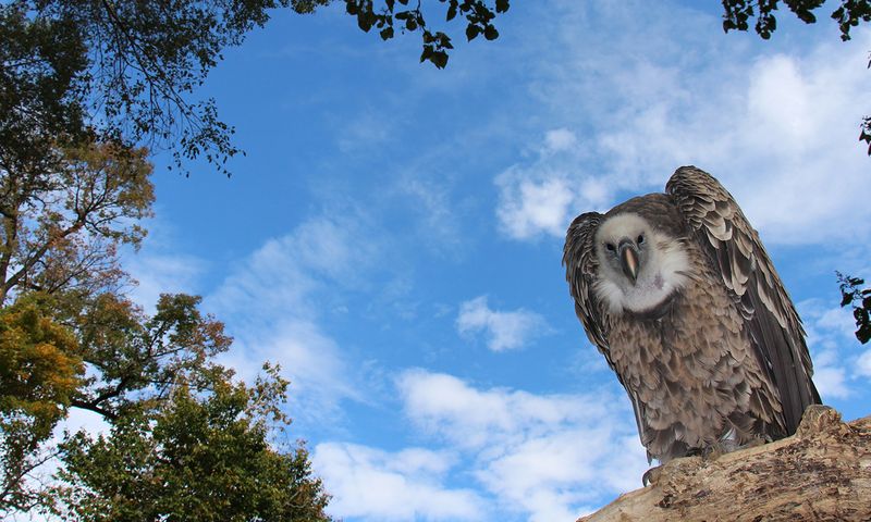 Rüppell's Griffon Vulture