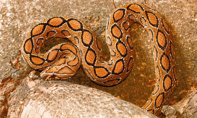 Russell's Viper