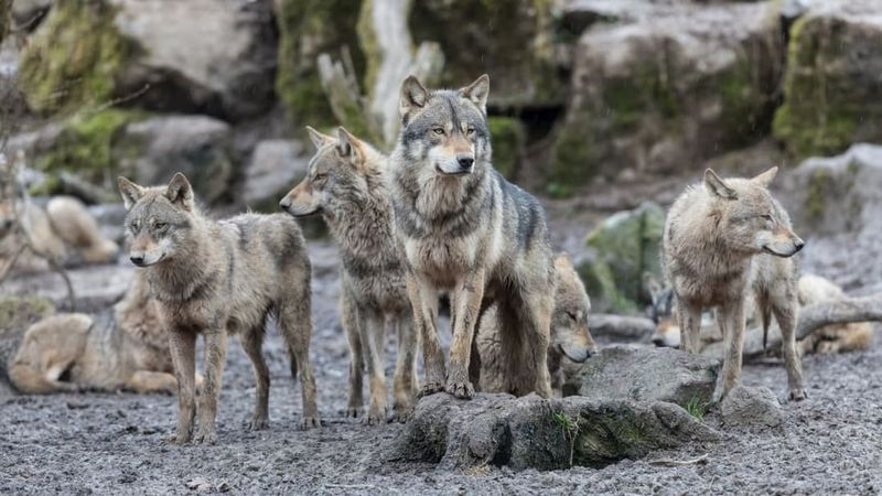 Russia's Kamchatka Pack