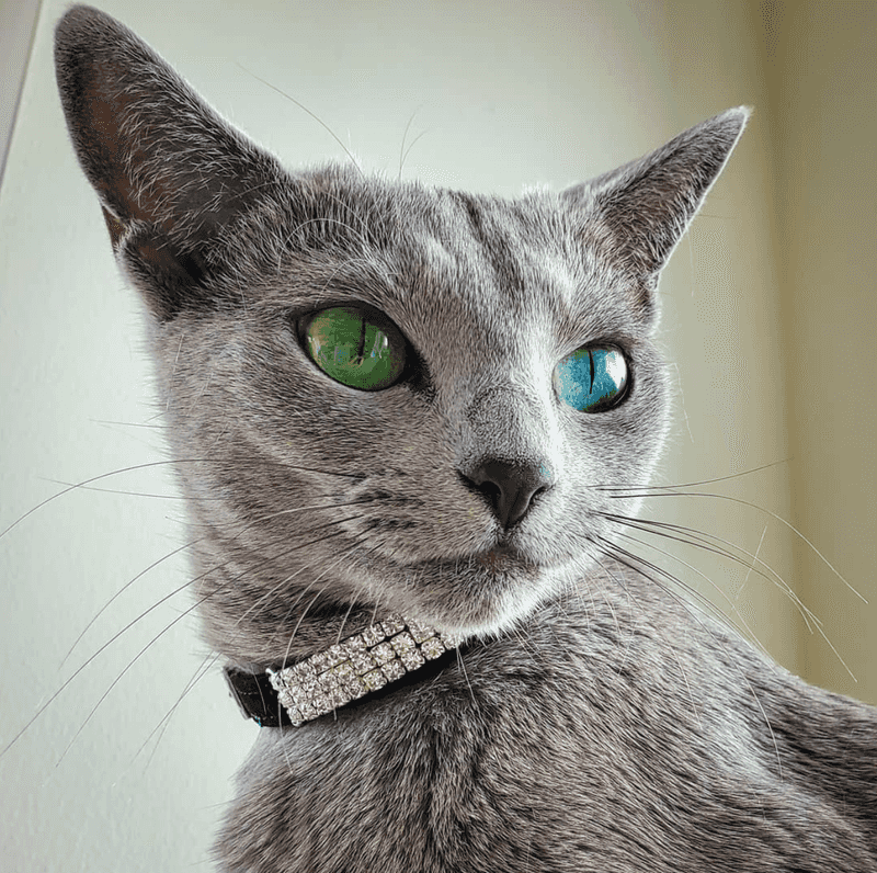 Russian Blue
