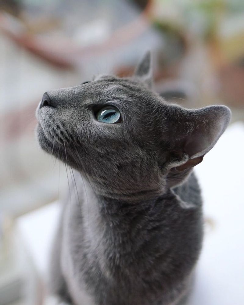 Russian Blue