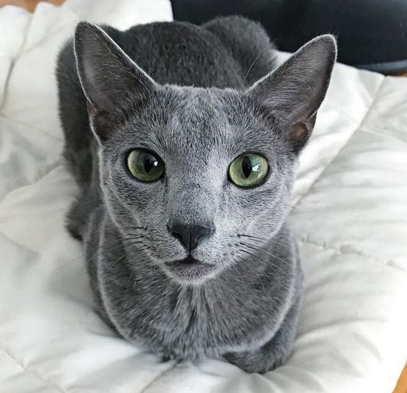 Russian Blue
