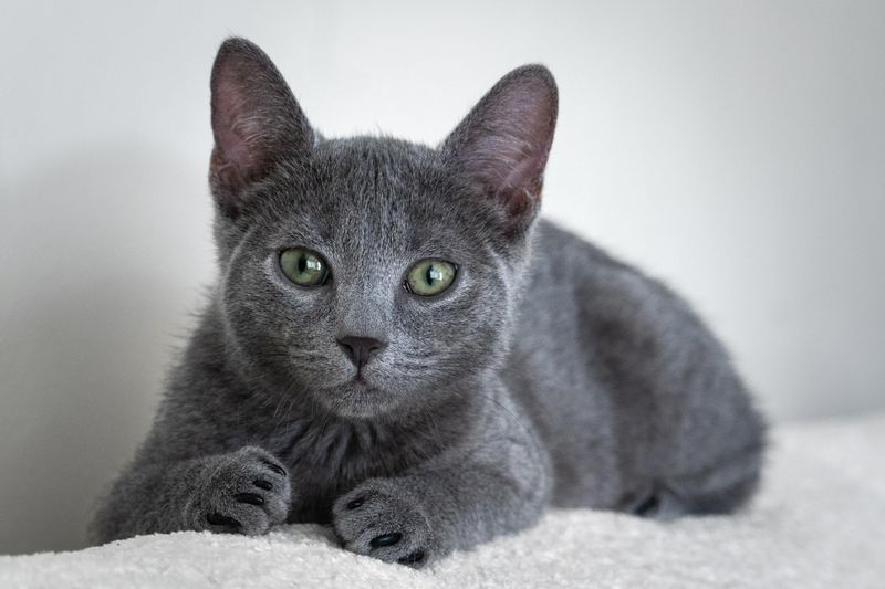 Russian Blue