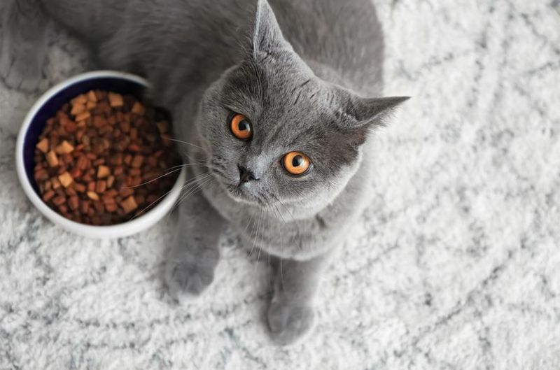 Russian Blue