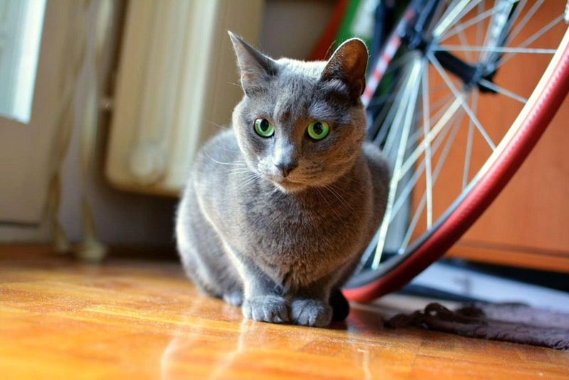 Russian Blue