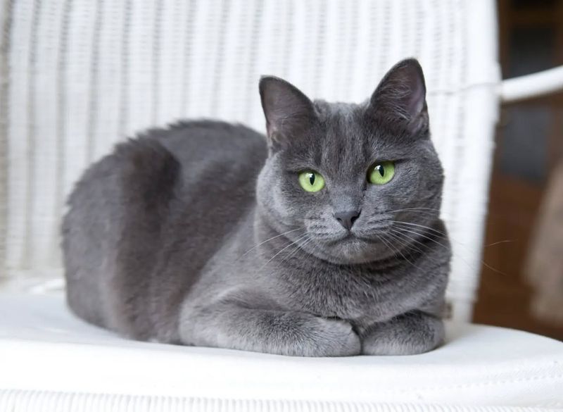Russian Blue