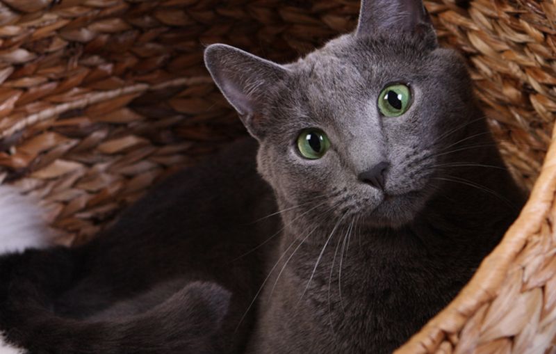 Russian Blue Cat