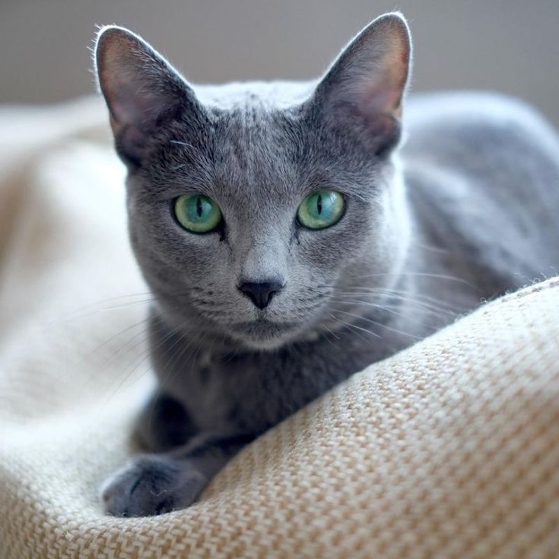 Russian Blue - Misty