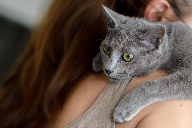 Russian Blue
