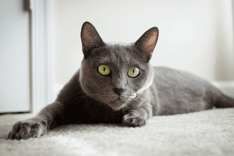 Russian Blue