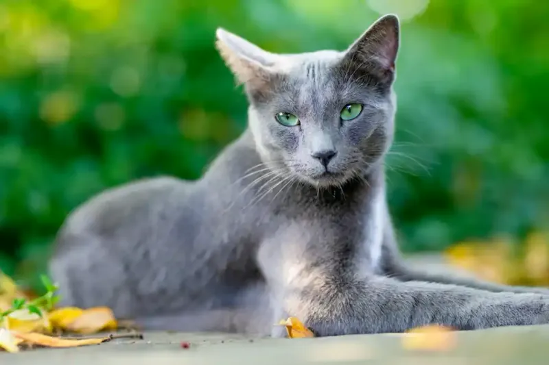 Russian Blue
