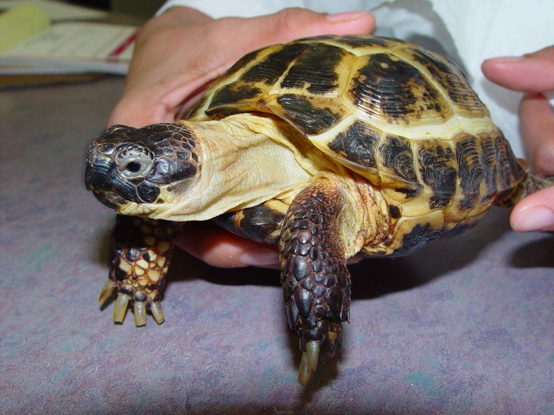 Russian Tortoise