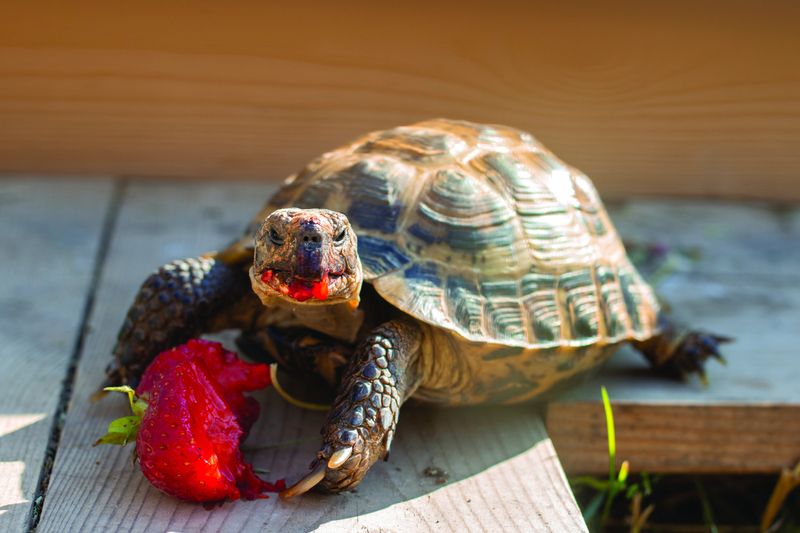 Russian Tortoise
