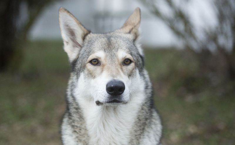 Saarloos Wolfdog