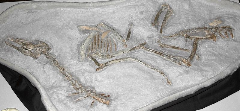 Saber-Toothed Deer Fossil