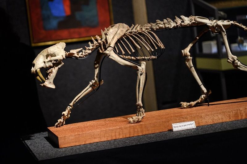 Saber-toothed Tiger