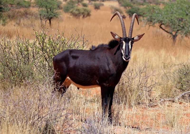 Sable Antelope