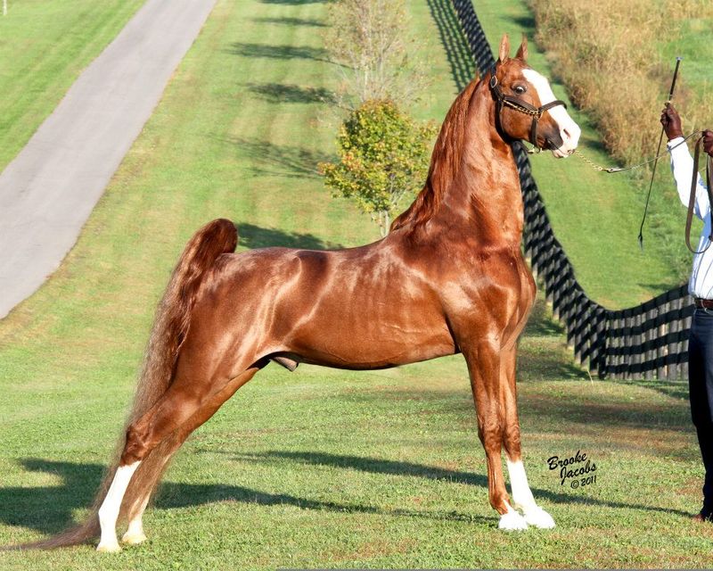 Saddlebred